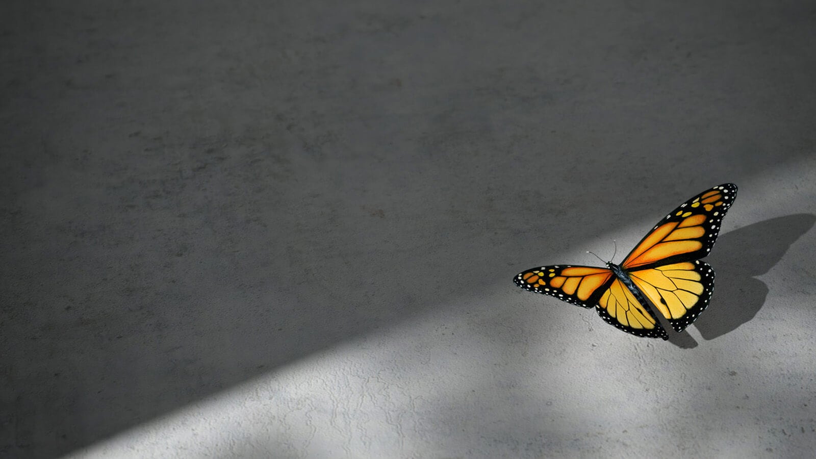 Schmetterling auf Betonboden
