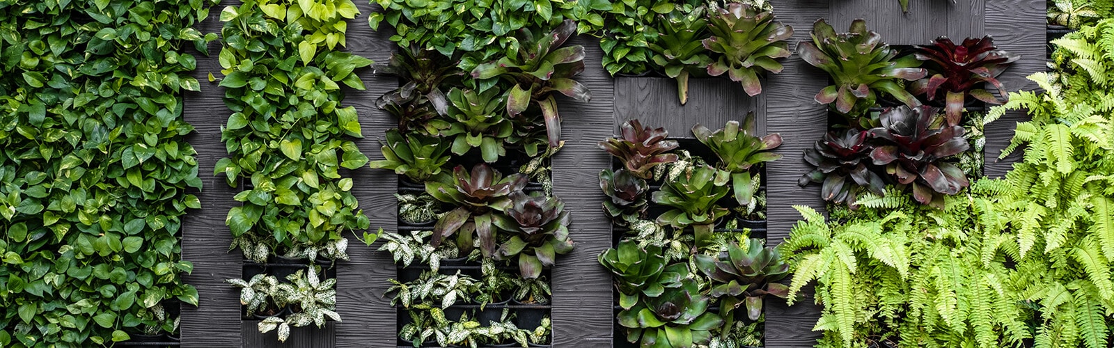 Nahaufnahme einer begrünten Fassade