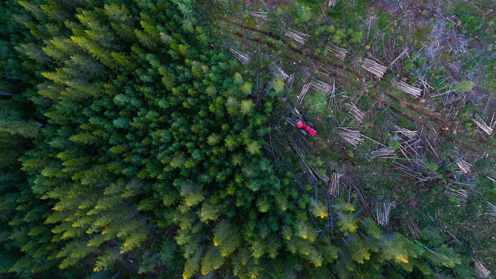 Forestry machinery amidst trees