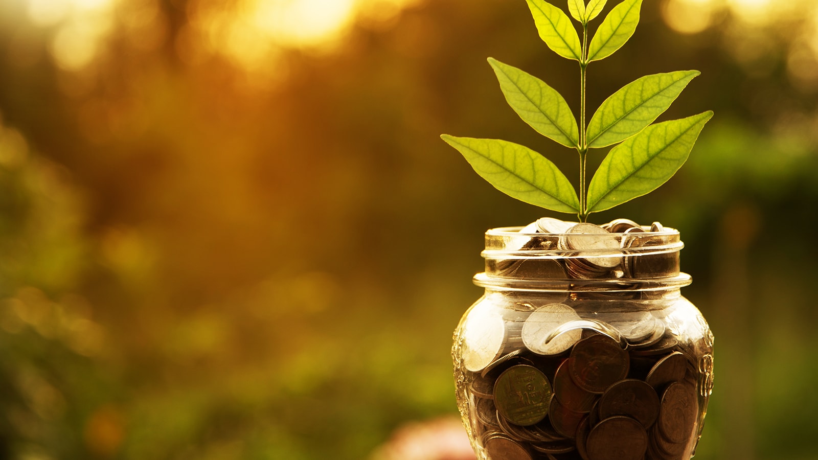 Geld in einem Glas mit einer Pflanze