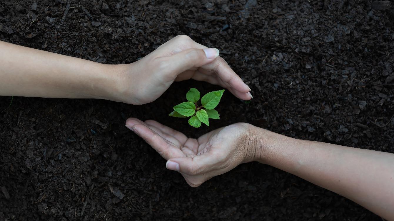 Hands protecting plant