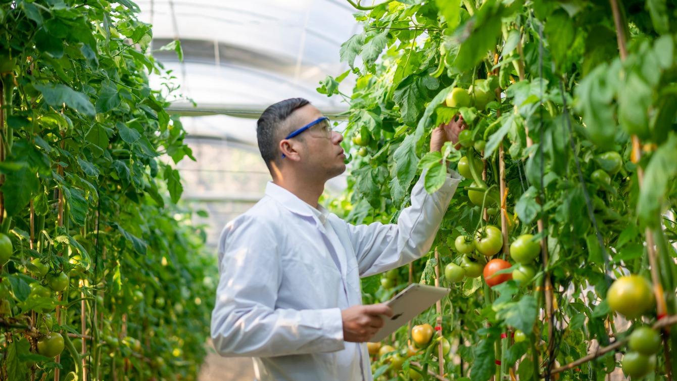 Man in greenhouse