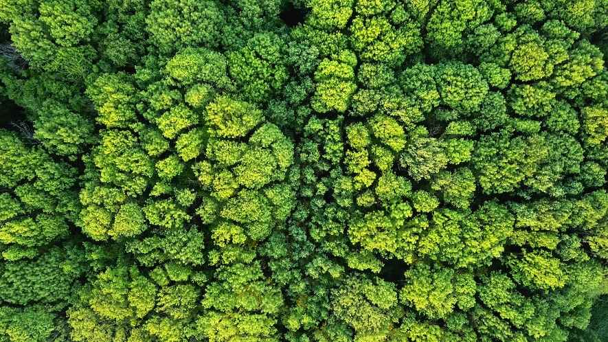 Forest from above