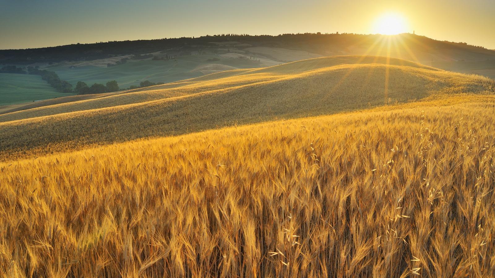 Weizenfeld in der Morgensonne